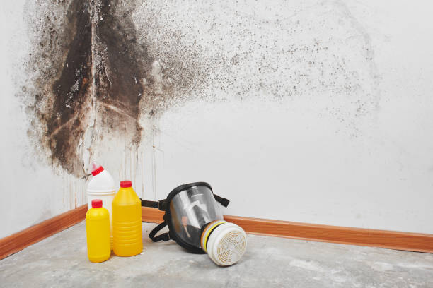 Best Home Mold Removal  in Anaheim, CA