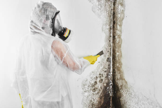 Best Residential Mold Removal  in Anaheim, CA