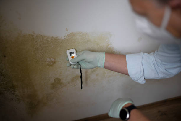 Best Certified Mold Removal  in Anaheim, CA