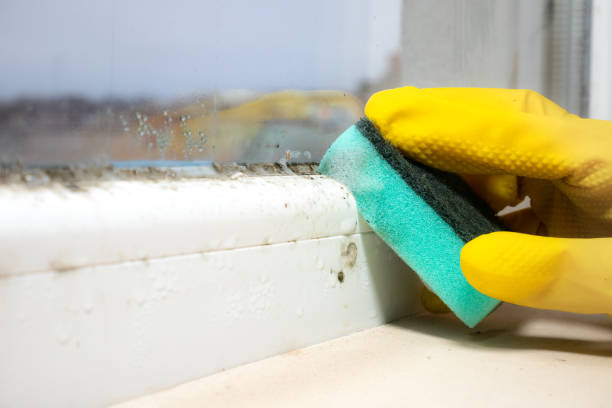 Best Mold Damage Repair  in Anaheim, CA