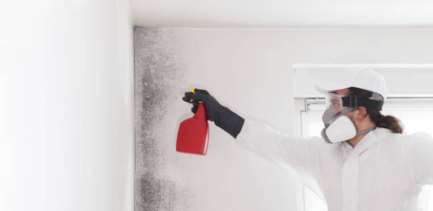 Best Mold Testing and Removal  in Anaheim, CA