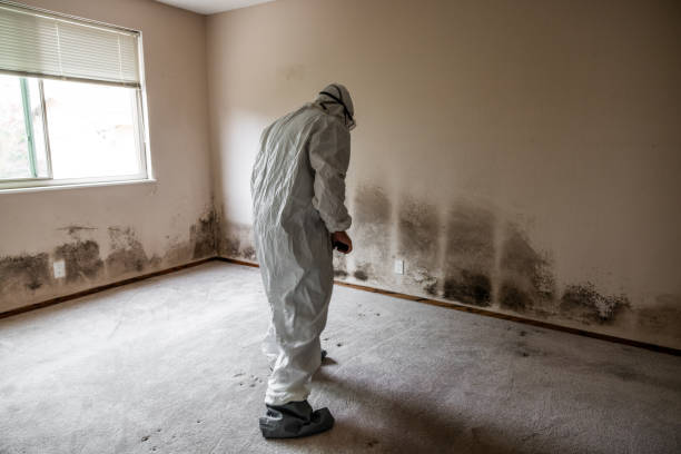 Mold Removal Process in Anaheim, CA
