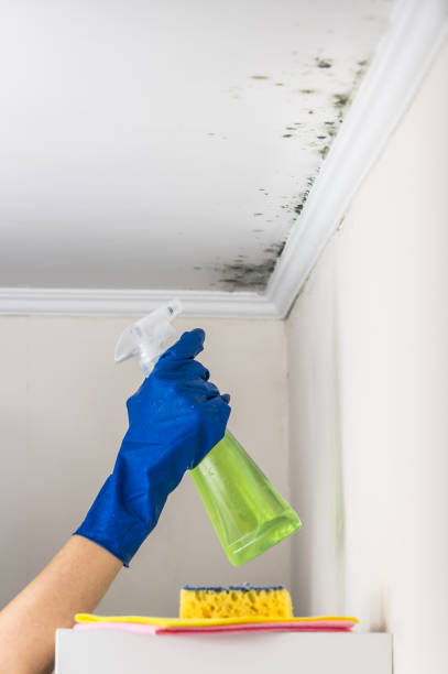 Anaheim, CA Mold Removal Company